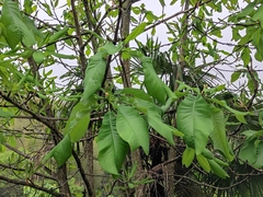 Magnolia officinalis
