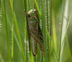 Locusta