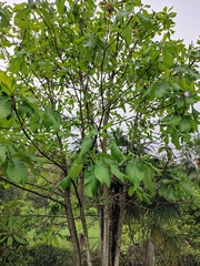 Magnolia officinalis