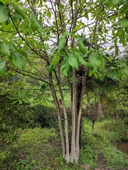 Magnolia officinalis
