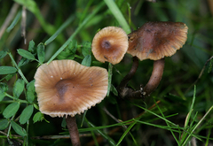 Macrocystidia cucumis leucospora