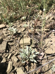 Eriogonum cithariforme
