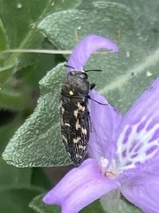 Acmaeodera neglecta neoneglecta