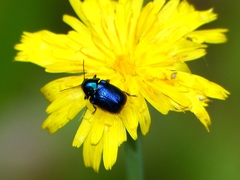 Cryptocephalus violaceus