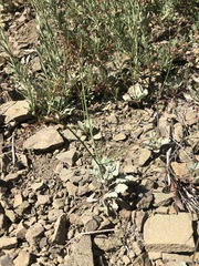 Eriogonum cithariforme
