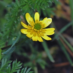 Ranunculus peduncularis