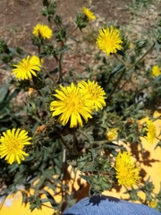 Helminthotheca echioides