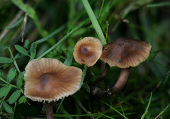 Macrocystidia cucumis leucospora