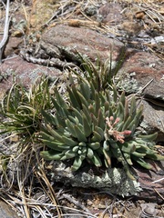 Dudleya pauciflora