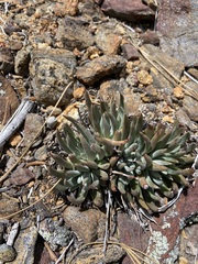 Dudleya pauciflora