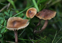 Macrocystidia cucumis leucospora