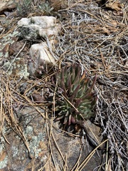 Dudleya pauciflora