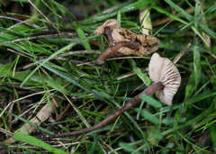 Macrocystidia cucumis leucospora
