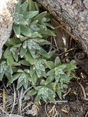 Dudleya pauciflora