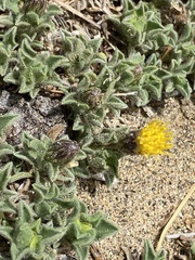 Heterotheca brandegei