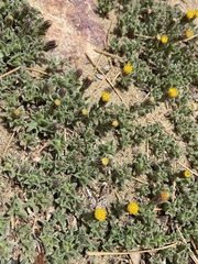 Heterotheca brandegei