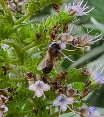 Apis mellifera