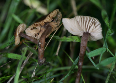 Macrocystidia cucumis leucospora