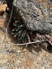 Dudleya pauciflora