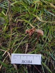 Macrocystidia cucumis leucospora