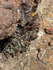 Dudleya pauciflora