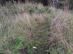 Macrocystidia cucumis leucospora