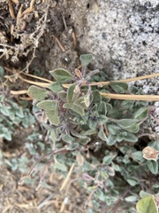 Monardella macrantha macrantha