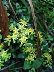 Sedum bulbiferum