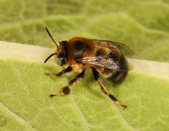 Anthophora retusa