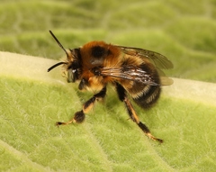Anthophora retusa