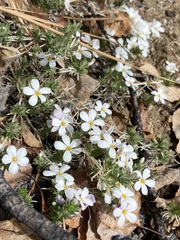 Leptosiphon melingii