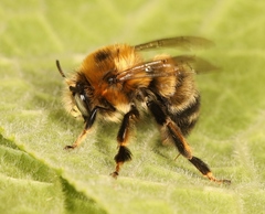 Anthophora retusa