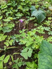Oxalis