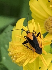 Taedia