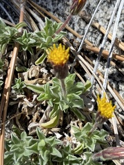 Heterotheca brandegei