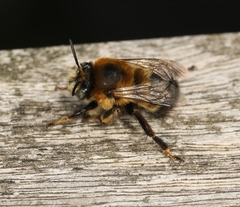 Anthophora retusa