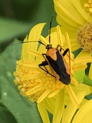 Taedia