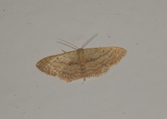 Scopula internataria