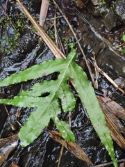 Leptochilus ellipticus