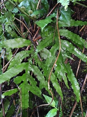Leptochilus ellipticus