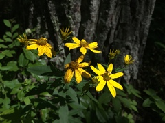 Coreopsis major