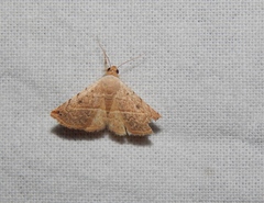 Eublemma gayneri