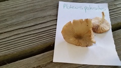 Pluteus hongoi