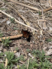 Limenitis archippus obsoleta