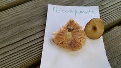 Pluteus hongoi