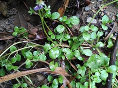 Mazus miquelii