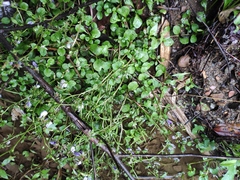 Mazus miquelii