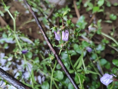 Mazus miquelii