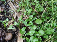 Mazus miquelii