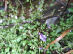 Mazus miquelii